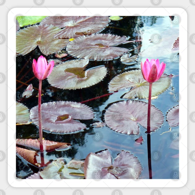 Pink Waterlilies in a Pond Sticker by H. R. Sinclair